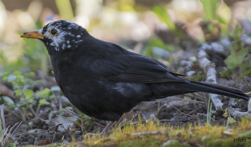 Merlo (Turdus merula) parzialmente leucistico